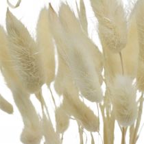 Lagurus sušená dekorace, sametová tráva, tráva z králičího ocásku, suchá dekorace bělená L20–60cm 30ks
