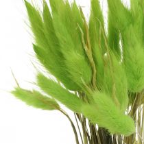 Sametová tráva zelená, lagurus, suché zdobení, sušená sladká tráva L18-50cm 25g
