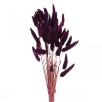 Velvet Grass Violet, Gras tail Grass, Lagurus L18-50cm 25g
