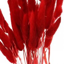 Dekorativní tráva červená, lagurus, sametová tráva, suché květinářství L30–50cm 20g
