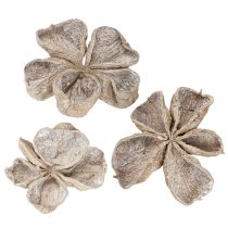 položky Landlotus bílý 6-12cm 50 ks
