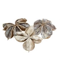 položky Landlotus bílý praný 6-12cm 50 ks