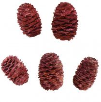 položky Leucadendron Sabulosum šišky v červeně matné 500g