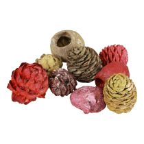 položky Leucadendronové šišky Bellgum Green Red Yellow Frosted 300g