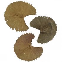položky Lotosové listy sušené přírodní suchá dekorace list leknínu 50 kusů