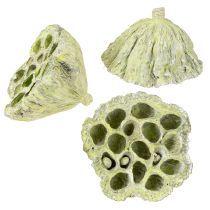 položky Lotosová baňka mix zelená umytá Ø6cm - 10cm 50 ks