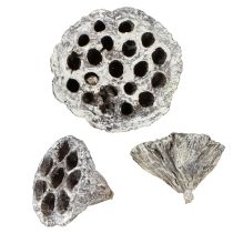 položky Dekorativní lotosová baňka Lotos Přírodní, bílá, 6-8 cm, 50 ks