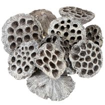 položky Dekorativní lotosová baňka Lotos Přírodní, bílá, 6-8 cm, 50 ks