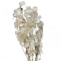položky Lunaria sušené květy měsíční fialka stříbrný list sušený 60-80cm 30g