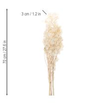 položky Sušené květy Lunaria, měsíční fialka, stříbrný list, sušené, 60-80 cm, 30 g