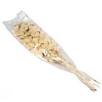 položky Lunaria Deco Moon Violet Silver Leaf Sušené 90cm 100g