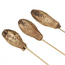 položky Mahagonové lusky Dry Decoration Natural 45cm 50 ks
