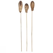 položky Mahagonové lusky Dry Decoration Natural 45cm 50 ks