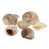 Námořní deco shell mix příroda 400g