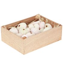 položky Námořní dekorace mušle mořského ježka růžová, bílá rozptylová dekorace 20 kusů