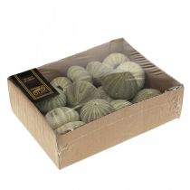 položky Námořní dekorace mořský ježek zelená letní dekorace Ø5-6cm 15 ks