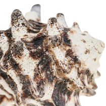 Námořní Deco Snail Shells Deco Sea Snail 400g