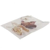 položky Námořní ozdobný závěs lastura hvězdice Ø10–12cm 40cm