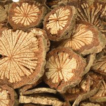 položky Mini dřevěné disky z betelových ořechů s zrnem 1-4,5 cm 300 g