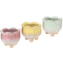 položky Mini květináč keramický květináč rozmanitý Ø8cm V7cm 3ks