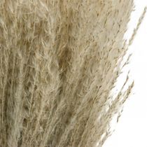 položky Suchá tráva Miscanthus 55-75cm péřovka přírodní 100 ks
