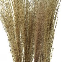 položky Miscanthus Rákos čínský suché trávy suché dekorace 75cm 10ks