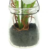 položky Mák ve sklenici k zavěšení bílá V22cm