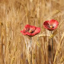 položky Keramická romantická dekorace vlčího květu do jarní zahrady a záhonů 31 cm 6 ks