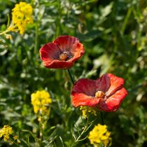 položky Zahradní ozdobné kůly s mákem, perfektní dekorativní prvek pro vaši zahradu, 42 cm, 4 kusy