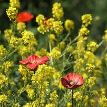 položky Keramický zahradní kolík s vlčím mákem, neobvyklý design pro záhony, 52 cm, 2 kusy