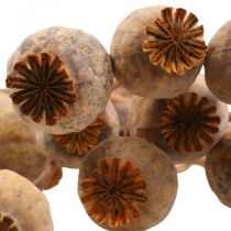 Poppy Capsule Deco Poppy Papaver Orange Sušené květiny 70g