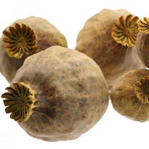 Maková kapsle velké sušené květy žlutý papaver deco mák 5ks