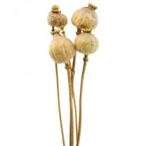 Maková kapsle velké sušené květy žlutý papaver deco mák 5ks