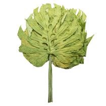 položky Dekorativní listy monstery pro boho a městskou džungli