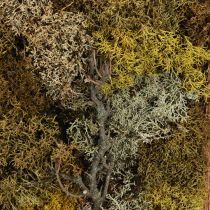 položky Mechový obraz pravý mechový obraz s zachovalým rámem 40×30cm