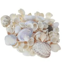 položky Dekorace z lastury mini koukol šnečí ulity 1-3cm 340g