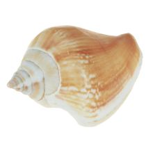 položky Dekorace ulity ulita mix šnečí ulity 4–8 cm přírodní 400 g