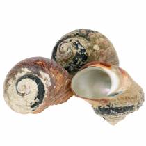 položky Turban shell alikreukel natural 500g