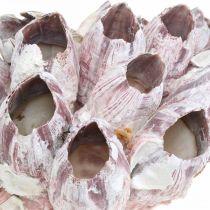 Deco shell barnacles příroda, námořní dekorace