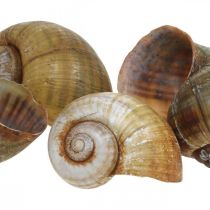 Šnečí dekorace, šnečí ulity námořní příroda, zelená 10 kusů