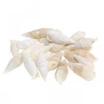 položky Deco šneci bílý, mořský šnek přírodní dekorace 2-5cm 1kg