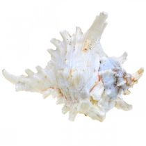 položky Mušle Chicoreus ramosus 16cm 3 ks