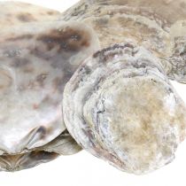 Námořní dekorace, mušle capiz, přírodniny perleť, fialka 8-14cm 1kg