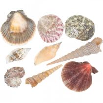 Směs mušlí, ulity a šnečí ulity, letní dekorace V3–5cm/D2,5–9cm 950g