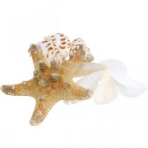 DIY Box Maritime Natural Shells Dřevěná dekorační sada