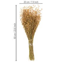 položky Přírodní sušené lněné trávy pro aranžmá ze sušených květin Linum Natur 60cm 180g