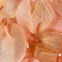 položky Sušený květ Nicandra vytváří romantickou atmosféru v každém obývacím pokoji 75 cm