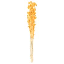 položky Aranžmá ze sušených květin Nigella pro dlouhodobé použití. Elegantní poutavý prvek. 70 cm 50 g
