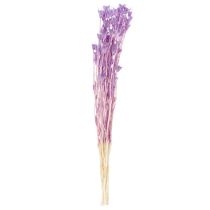 položky Kytice sušených květů Nigella, dekorativní použití v obývacím pokoji, vytváří jedinečnou atmosféru, 70 cm, 50 g