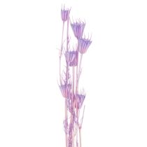 položky Kytice sušených květů Nigella, dekorativní použití v obývacím pokoji, vytváří jedinečnou atmosféru, 70 cm, 50 g